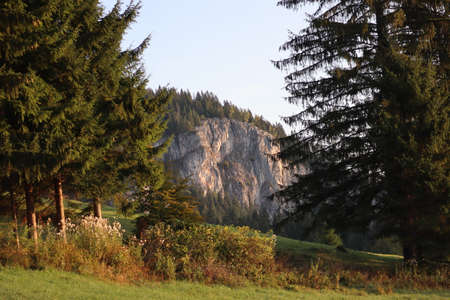 Nature pine forest landscape in Carpathins mountainsの写真素材