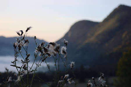 Morning fog in the Carpathians mountains, landscape, Red Lake area, Romaniaの写真素材