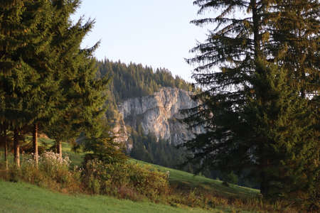 Nature pine forest landscape in Carpathins mountainsの写真素材