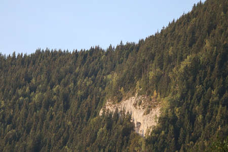 Nature pine forest landscape in Carpathins mountainsの写真素材