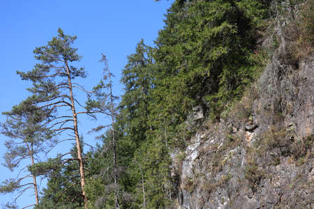 Carpathian Montain rock in Romania , Bicaz Chei, Pine forestの写真素材