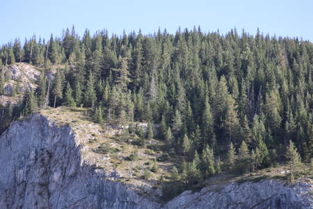 Carpathian Montain rock in Romania , Bicaz Chei, Pine forestの写真素材