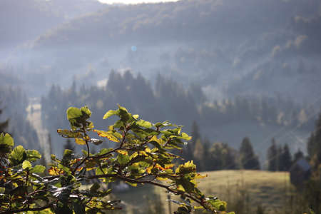 Morning fog in the Carpathians mountains, landscape, Red Lake area, Romaniaの写真素材