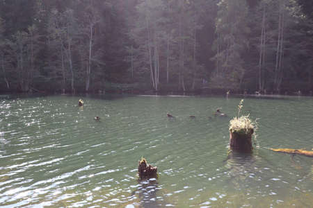 Red Lake Landscape, Carpathians Montains, Romania, Bicaz Areaの写真素材