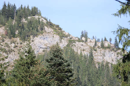 Carpathian Montain rock in Romania , Bicaz Chei, Pine forestの写真素材