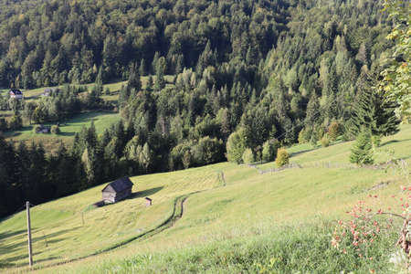 Nature pine forest landscape in Carpathins mountainsの写真素材