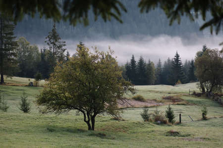Morning fog in the Carpathians mountains, landscape, Red Lake area, Romaniaの写真素材