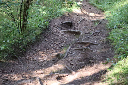 Path in the forest, tree roots viewの写真素材