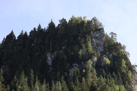 Nature pine forest landscape in Carpathins mountainsの写真素材
