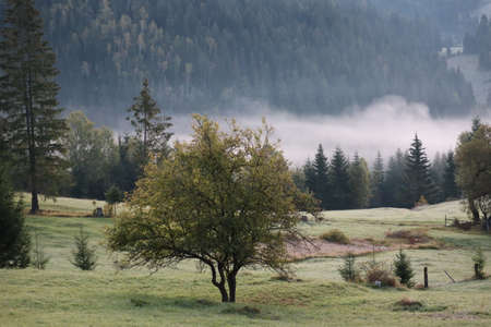 Morning fog in the Carpathians mountains, landscape, Red Lake area, Romaniaの写真素材