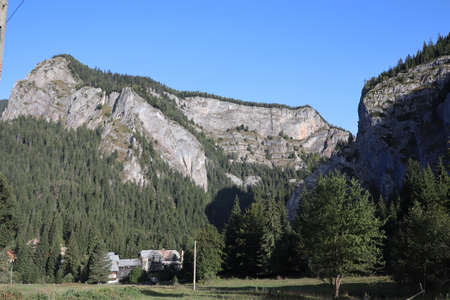 Nature pine forest landscape in Carpathins mountainsの写真素材
