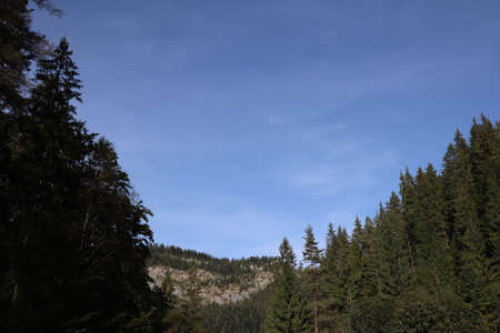 Nature pine forest landscape in Carpathins mountainsの写真素材