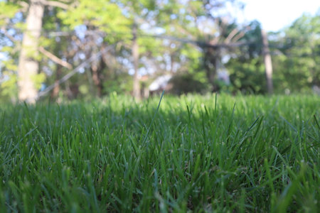 Green grass in the garden. Selective focus and shallow depth of field.の写真素材