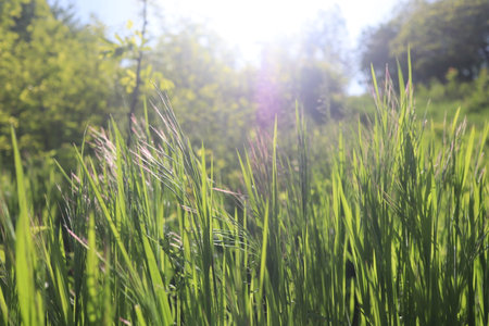 Grass in the morning sunlight. Shallow depth of field.の写真素材