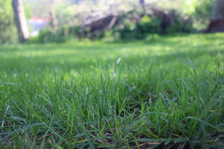 green grass on the lawn in the garden, shallow depth of fieldの写真素材