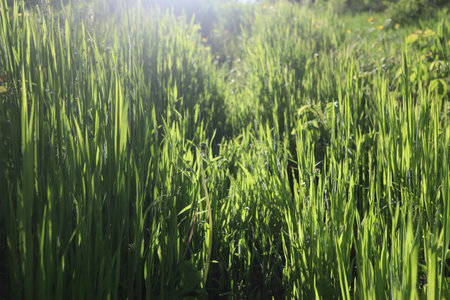 Rice field in the morning light, close-up. Nature background.の写真素材