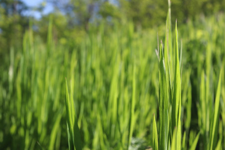 close up of green rice field in the morning light with blur backgroundの写真素材