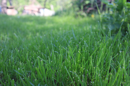 Green grass in the garden. Selective focus. Shallow depth of fieldの写真素材