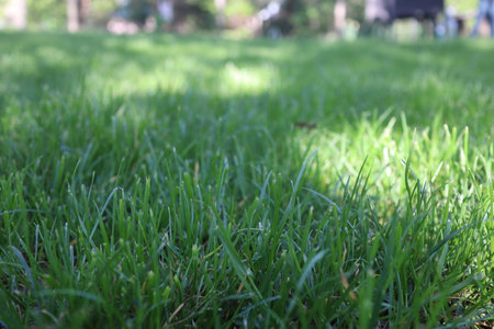 Green grass in the park. Selective focus with shallow depth of field.の写真素材