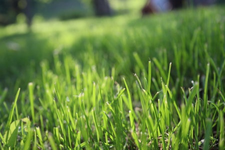 Green grass in the park. Selective focus. Shallow depth of fieldの写真素材