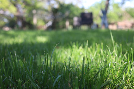 Green grass in the park, shallow depth of field, focus on grass.の写真素材