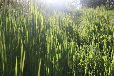 Green rice field in the morning light. Natural background and texture.の写真素材