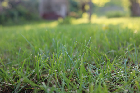 Green grass in the garden, shallow depth of field, soft focusの写真素材