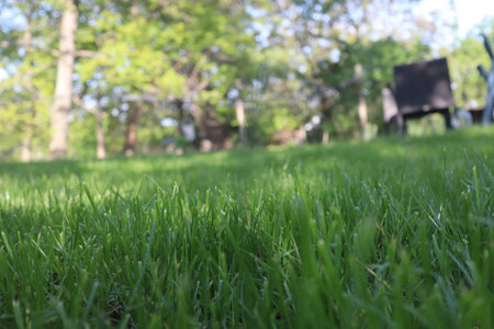 green grass in the park, shallow depth of field, blurred backgroundの写真素材
