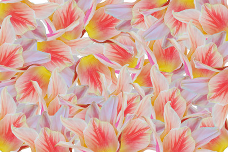 pink and yellow tulip petals isolated on white background.の写真素材