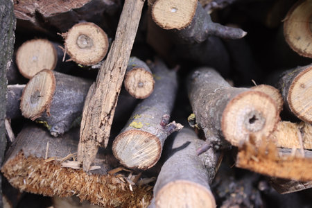 Pile of firewood in the forest, closeup of photoの写真素材