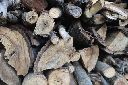 Stacks of firewood in the forest, closeup of photoの写真素材