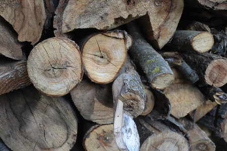 pile of firewood in the forest, closeup of photoの写真素材