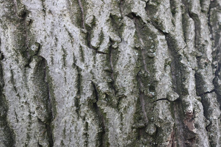 Bark of a tree close-up. Texture and background.の写真素材