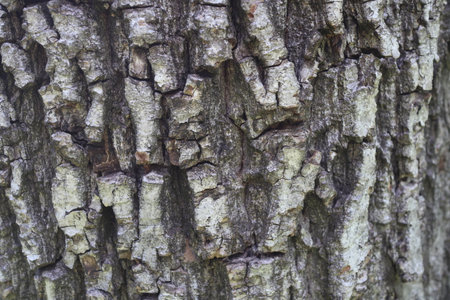 Bark of a tree in the park, close-up.の写真素材