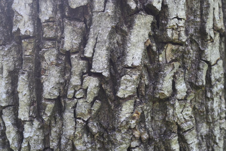 Tree bark texture. Abstract background for design with copy space for text or image.の写真素材