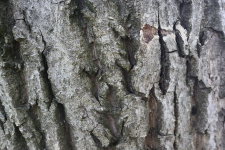 Bark of a tree, close-up of the bark.の写真素材