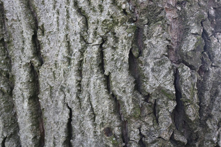 Bark of an old tree as a background. Close-upの写真素材