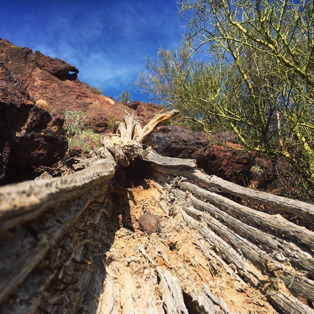 Remains of a Saguaro