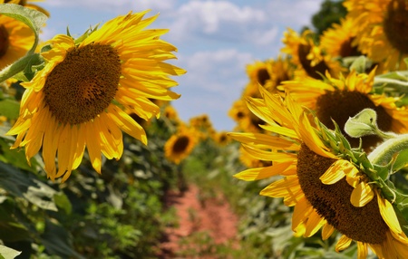 Sunflowers bow to each other..の写真素材