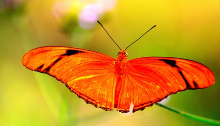 Beautiful Butterfly..の写真素材