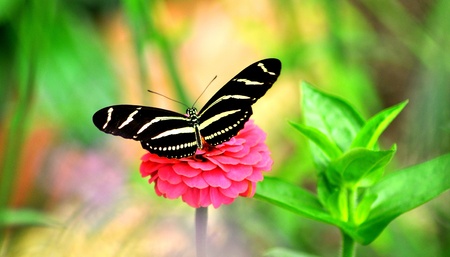 Glowing Butterfly on pink  flower..