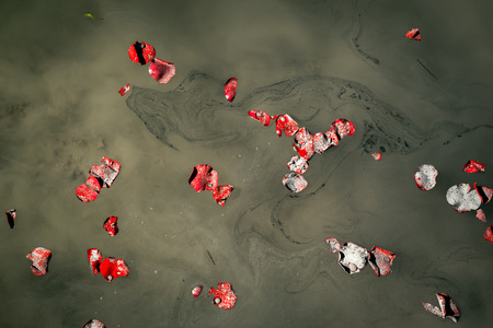Rose petals and the ashes of a loved one float on a lake with swirl patterns and water droplets.の写真素材
