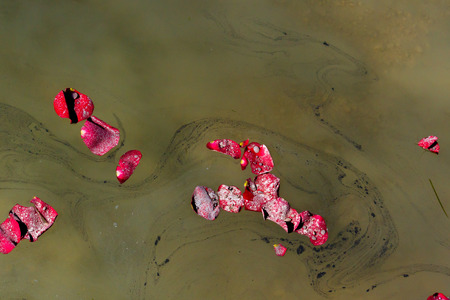 Groupings of Rose Petals scattered with the ashes of a loved one float by on a lake during a...