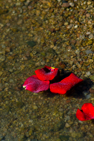 A close up image of a few rose petals that have washed up on a rocky shore after being sprinkled with ashes during a memorial service.の写真素材