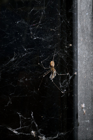 A common orb spider eats a fly that it has caught and wrapped in a web.
