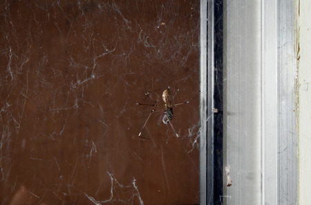 A common orb spider eats a fly that it has caught and wrapped in a web.