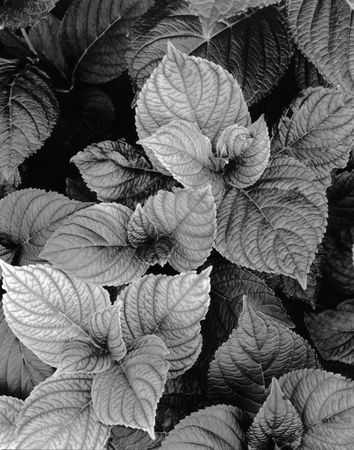 B&W leavesの写真素材