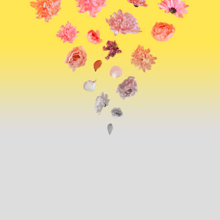 Pastel pink and orange flowers hover isolated on a yellow and gray background. Minimal, optimistic, spring blooming, celebration natural arrangement. Conceptual art.の写真素材