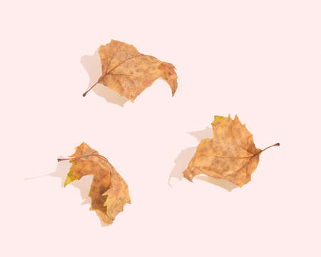 Minimalist autumn texture made of three wither, fallen off leaves of the plane tree isolated on the...
