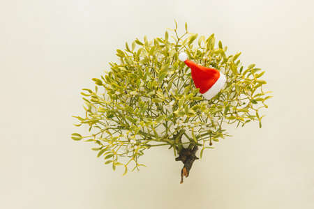 2022. Minimal creative abstract natural Christmas scene made of golden yellow-green mistletoe bush and red Santa Claus hat isolated on pastel beige background. Traditional Christmas decoration card.の写真素材